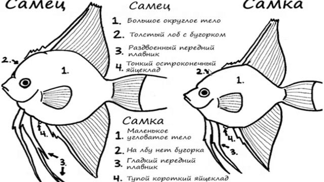 Различаем пол скалярий. Как отличить самца от самки. смотреть онлайн