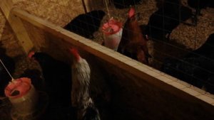 Зимний подстилка для кур с бактериями.
