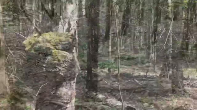 Поход за грибами в лес после урагана. Строчки заполонили березовые буреломы mushroom picking смотреть онлайн