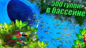 Запустил 500 гуппи в бассейн! ОГРОМНАЯ стая гуппи в бассейне