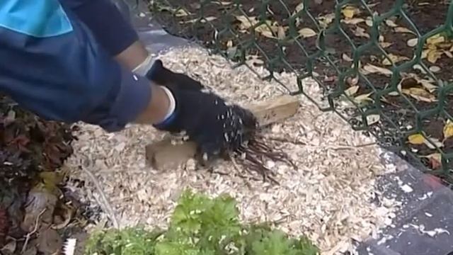 Укрытие клематиса наглядно смотреть онлайн