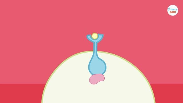 Endocrine System: How Hormones Work?