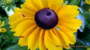 Рудбекия хирта Голд ? хирта рудбекия Голд обзор: как сажать, семена рудбекии Голд