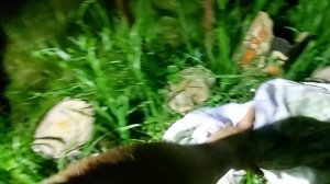 Шурпа из индейки в казане