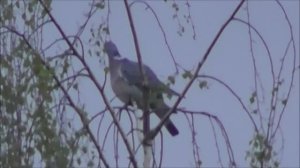 дикий голубь Вяхирь, 1 мая 2023, Великий Новгород