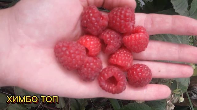 ХИМБО ТОП - малина миллионер! Обзор ягод смотреть онлайн
