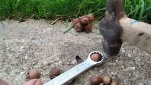 А вы знали про такой способ колоть фундук?