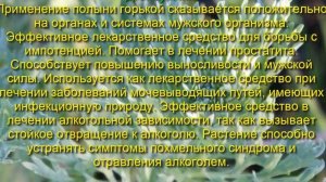 Полынь горькая лечебные свойства и противопоказания