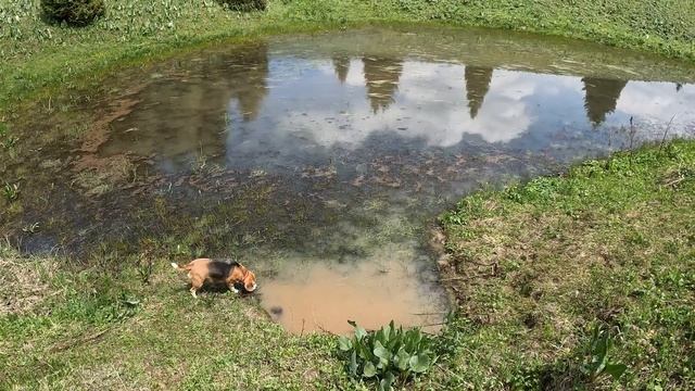 Кабанье озеро. Круговой маршрут выходного дня из Лесной Сказки. 25.05.2023 смотреть онлайн