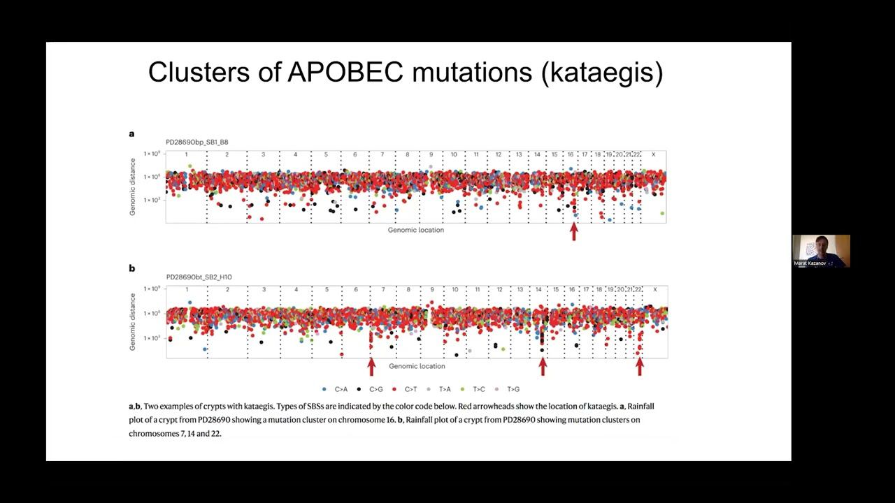 ANALYSIS OF THE THREE DIMENSIONAL LOCALIZATION OF THE APOBEC INDUCED MUTATIONS IN THE CELL