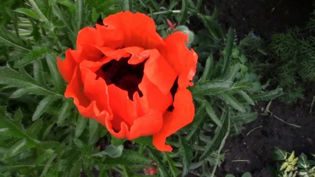 Папавер. Рождение цветка.mp4 смотреть онлайн