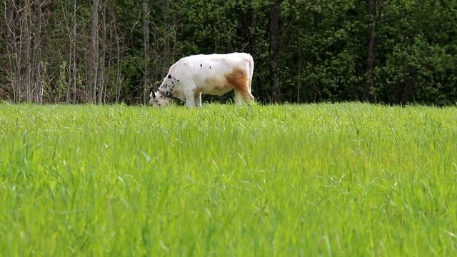 ОСЕННИЕ УДОБРЕНИЯ ДЛЯ ВЕСЕННИХ ПОСЕВОВ смотреть онлайн