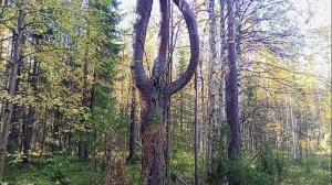 2022 09 24 2  Прогулка по лесу