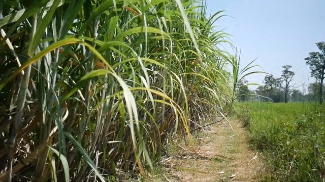 ค้นพบปราสาทแสรประเปร๊าะ สุรินทร์ 2022.10.24 смотреть онлайн