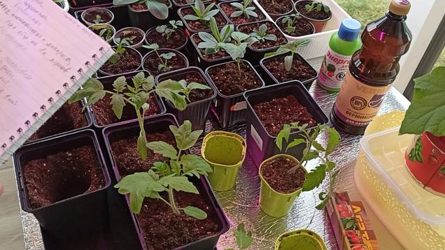 Перевалка томатов в больший объем! смотреть онлайн