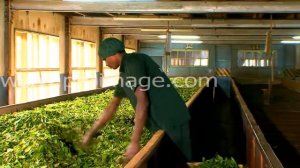 Производство чая. Первый этап. Завяливание.