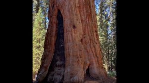 Национальный парк "Секвойя" в США