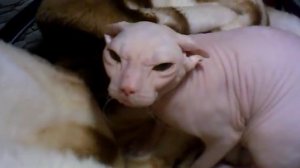 Нагадивший говорящий сфинкс