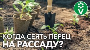 НЕ СЕЙТЕ ПЕРЕЦ СЛИШКОМ РАНО! Оптимальные СРОКИ ПОСЕВА + Секреты быстрого прорастания семян