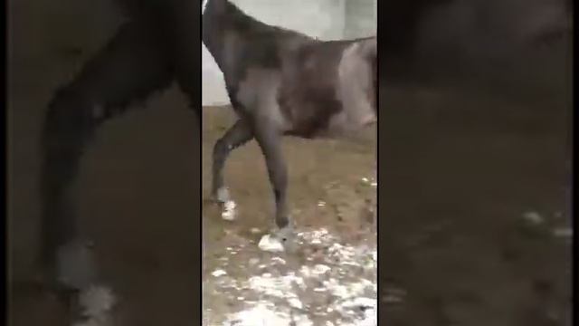 Узген ☝️ кобра смотреть онлайн