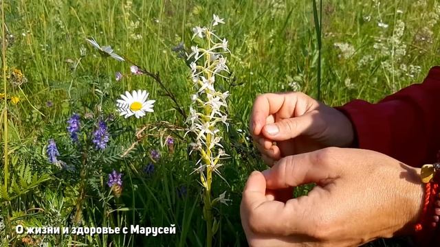 ДИКАЯ ОРХИДЕЯ МАГИЧЕСКИЕ СВОЙСТВА /УНИКАЛЬНОЕ РАСТЕНИЕ@natureMarusya