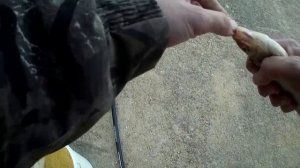 Ловля хорошей плотвы на маховое удилище!!!