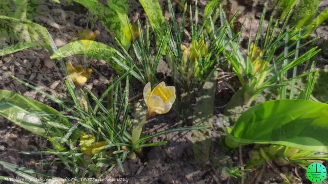 Весеннее пение птиц приносит радость и хорошее настроение/Звуки природы/Birdsong/Sounds of nature