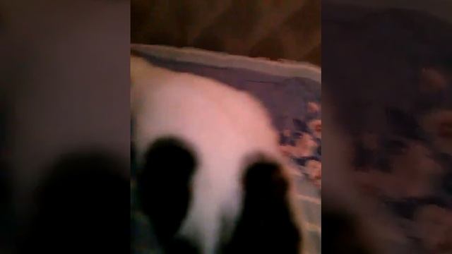 вот как надо мурлыкать