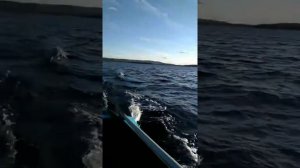 Обкатка Ямаха - 9.9 4т