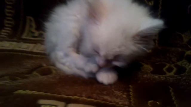 Маленький котенок засыпает в странной позе =) смотреть онлайн