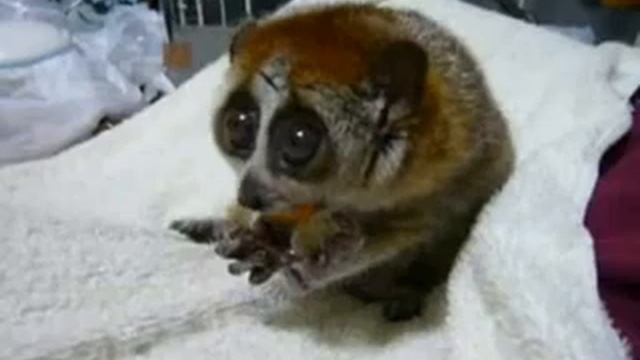 Репка Прелесть глазастая моя глаза, глазастый, ест, зверек, лемур, полотенце Google Chrome смотреть онлайн