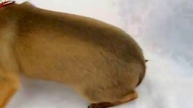 Той-терьер , щенки-мини в продаже! Доставка в любую страну! Вайбер +380632403031 смотреть онлайн