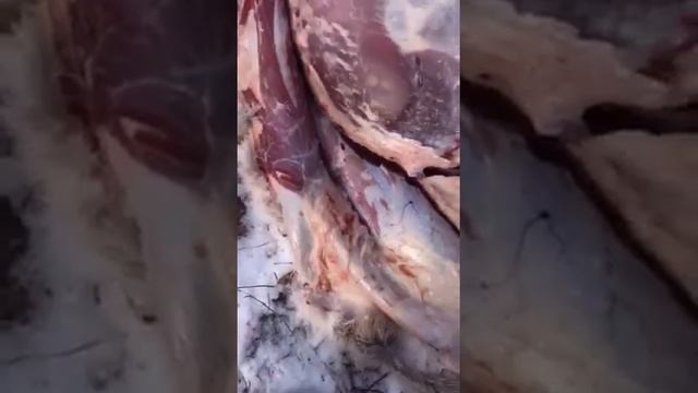 Охота на косулю. Проверяйте добытую дичь на паразитов!!! смотреть онлайн