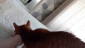 Реакция кота на  валерьянку))#cat