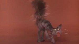 2 класс. С. Прокофьев, симфоническая сказка "Петя и волк"