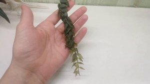 Срезка Колумнеи arguta для Натальи.