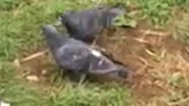 КОРМИМ УТОК!!!!! ТЁМА САМ ЕСТ ХЛЕБ!!!!! ШОК СМОТРЕТЬ ВСЕМ!!!!! смотреть онлайн