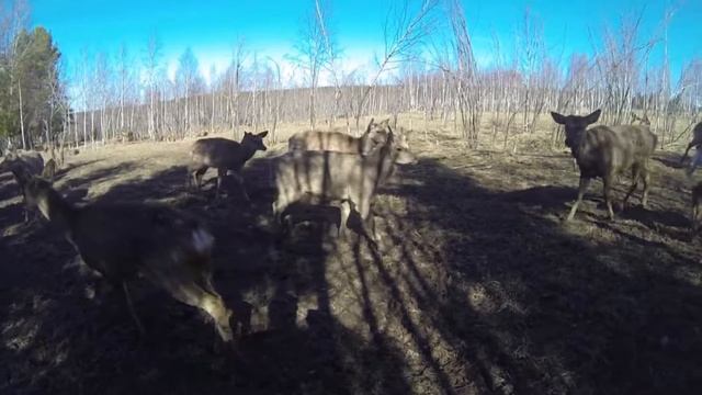 121. оленья ферма п. Висим смотреть онлайн