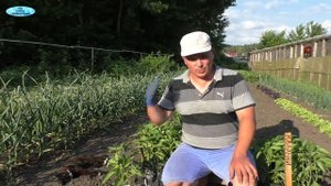 Если посадить сладкий перец ТАК, то он завалит урожаем!!!