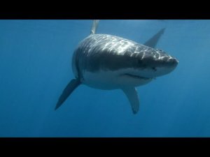 Ихтиологи предупреждают о заходе белых акул в акватории Владивостока