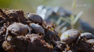 Эта лягушка монстр съест кого угодно! Африканская Роющая Лягушка В Деле!