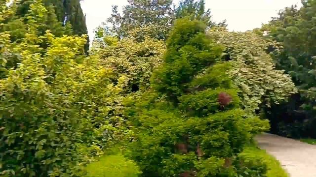 Цветет Жасмин такой Аромат - Природа Восхищает) ? Адлер Сочи Парк Южные Культуры май 2022 смотреть онлайн