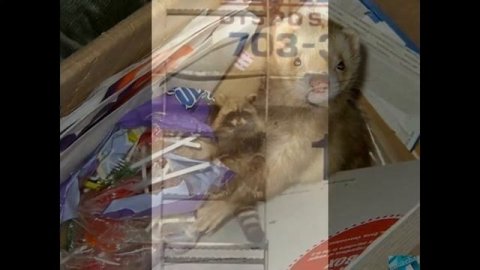 В мире животных.Забавный и добрый мир.