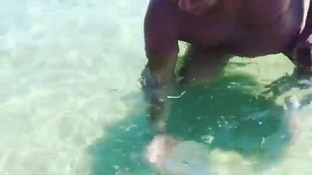 Огромные медузы Чёрного моря