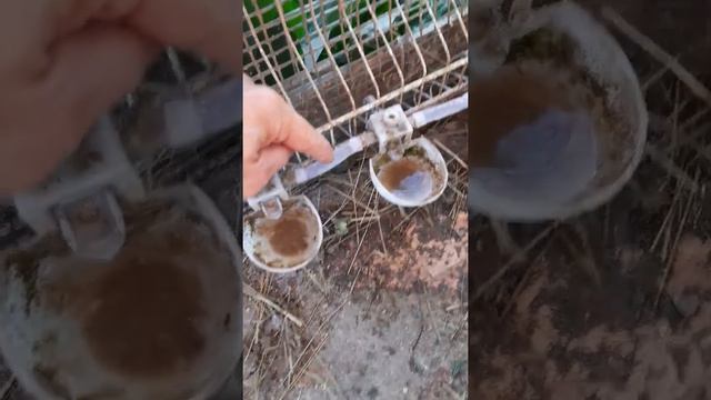 Куры на даче смотреть онлайн