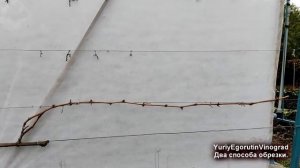 ? После такой обрезки Вы гарантировано будете с урожаем. Два секрета обрезки для начинающих.