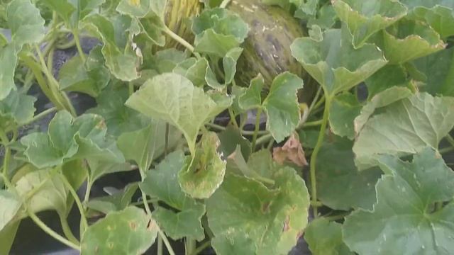 Арбузы и дыни на 25 июля. Нижегородская область Семеновский район смотреть онлайн