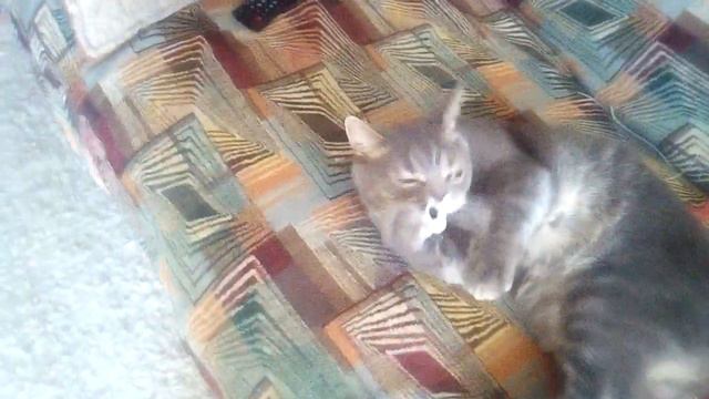 Кошак смотреть онлайн