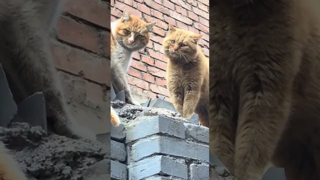 Выпустите из рыжика человека. #shorts #dog #cat #animals #video #smile