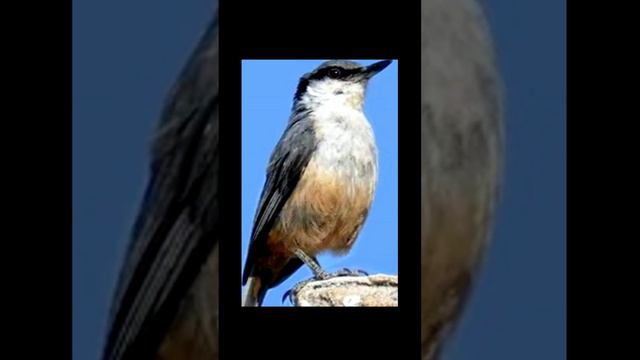 Пение птицы поползень(Sitta europaea). Звук природы